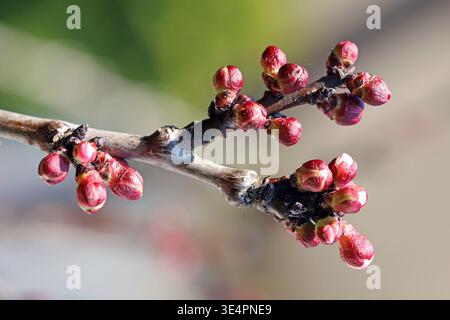 Swollen flower buds on an apricot tree growing in the garden in the spring. Stock Photo