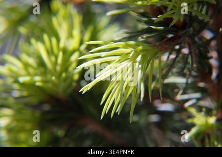 Young needles of a plant in spring, vegetation Stock Photo