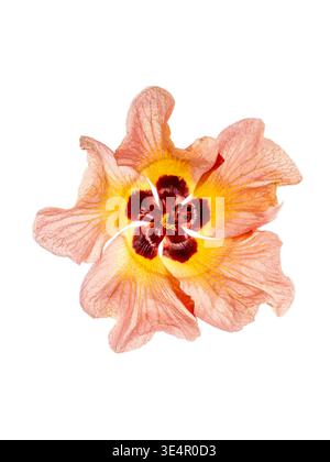 A graphic image of a Sea Hibiscus Flower (Hibiscus tiliaceus) against a pure white background with it's translucent petals flowing as if windblown Stock Photo