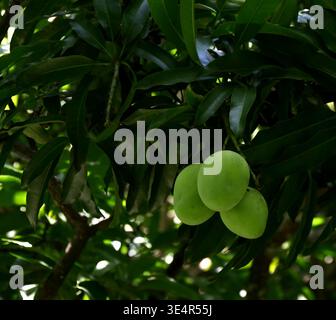 Green unripe mangos on the tree branch, close up of mango tree and foliage in summer in guadeloupe. Mangifera indica Stock Photo
