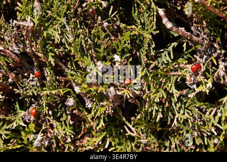 Red ladybugs are seen on green thuja foliage, showcasing the intricate details of leaves and branches in a natural outdoor environment Stock Photo