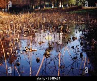 Withered brown lotus stalks and leaves reflecting in a tranquil pond during autumn or winter season at Ningbo Botanical Garden Stock Photo