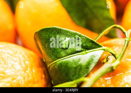 Close up of nectarines with green stems and leaves covered in water droplets. Stock Photo