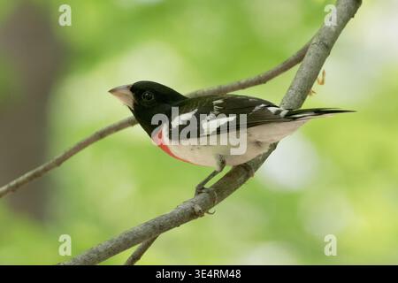 Male Rose-breasted Grosbeak perched on a branch against blurry green background Stock Photo