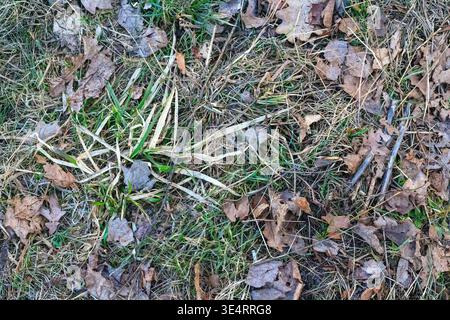 On the spring lawn, fresh green blades of grass are pushing through a layer of dry birch leaves and branches. Lawn renewal and the natural process of Stock Photo