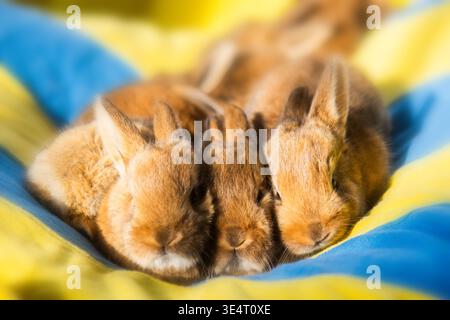 hree Cute Baby Rabbits Huddled Together on Colorful Blanket Stock Photo