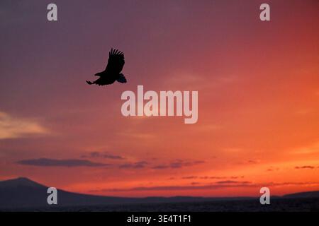 White-tailed Sea Eagle (Haliaetus albicilla) gliding through the air at sunrise,Rausu,Shiretoko Peninsula,Hokkaido island,Japan,Asia. Stock Photo