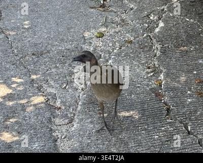 Plain chachalaca walking across cracked asphalt pavement. Stock Photo