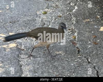 Plain chachalaca walking across cracked asphalt pavement. Stock Photo
