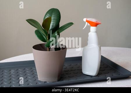 A healthy rubber plant sitting on a potting mat next to watering spray bottles. Stock Photo