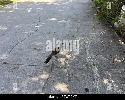 Plain chachalaca walking across cracked asphalt pavement. Stock Photo