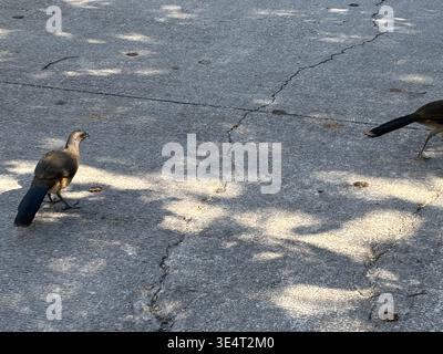 Plain chachalaca walking across cracked asphalt pavement. Stock Photo