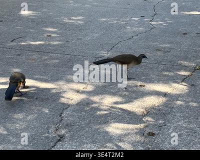 Plain chachalaca walking across cracked asphalt pavement. Stock Photo
