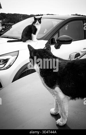 Black and white street photography of two tuxedo cats looking at each other while perched on parked cars in an outdoor setting. Stock Photo