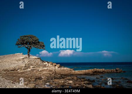 Lone tree standing on rocks by the Aegean Sea. Rugged rocky coastline under a deep blue sky in Lipsi, Greece. Timeless view. Stock Photo