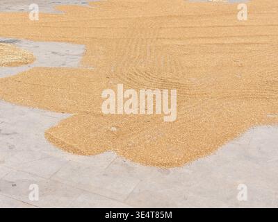 Large quantity of harvested golden grain spread out to dry on a concrete pavement under bright sunlight. The scene represents agricultural harvest, tr Stock Photo