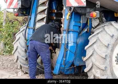 Operator checking the harvesting mechanism of a Syrah grape harvester, Argentina. Stock Photo
