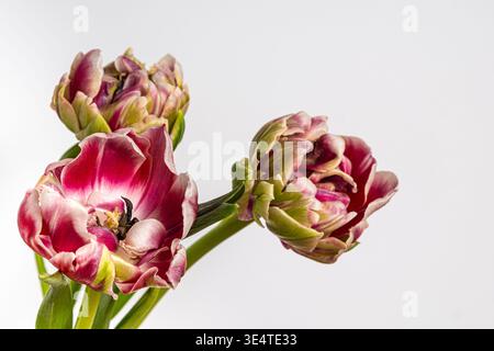 Close-up of three vibrant pink tulips with fringed petals and pale green stems isolated on a clean white background, copy space Stock Photo