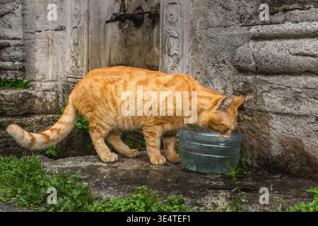 Orange tabby cat drinks water from a container beside an old stone wall and fountain. Stock Photo