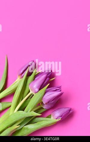 Purple tulip flowers on pink background. Floral spring background with copy space Stock Photo