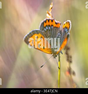 Small copper (Lycaena phlaeas) butterfly perched on grass on a sunny day in july. Schiermonnikoog, Friesland, Netherlands Stock Photo