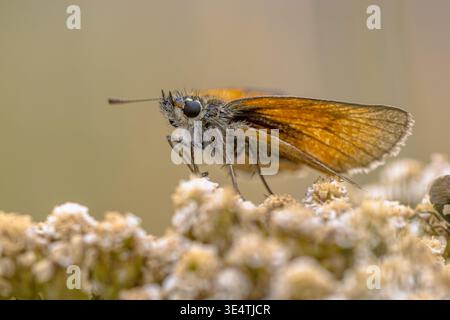 Extreme close-up of a Small Skipper butterfly (Thymelicus sylvestris) perched on white wildflowers in the Cevennes, France. Side profile reveals large Stock Photo