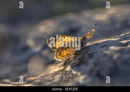 Wall Brown (Lasiommata megera) resting on a sunlit rock in strong backlight in the Cevennes, southern France. European butterfly with distinctive eye Stock Photo