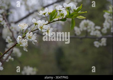 White cherry blossoms (Prunus) on a branch with a small ant crawling on a flower bud. Spring bloom with natural bokeh background and copy space. Stock Photo