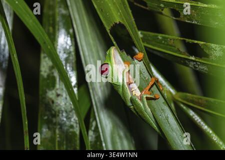Underside macro shot of a Red-Eyed Tree Frog (Agalychnis callidryas). View focuses on its white belly, blue patterned flanks, and orange suction toes Stock Photo