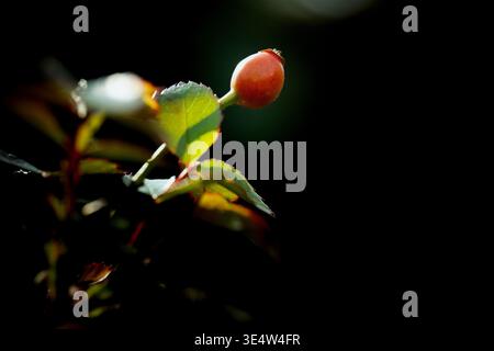 Macro shot of a deep red Hellebore (Lenten Rose) flower blooming in early spring. Horizontal outdoor view with soft bokeh and natural lighting. Stock Photo