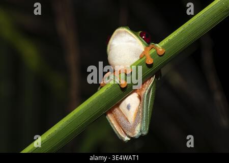 Underside macro shot of a Red-Eyed Tree Frog (Agalychnis callidryas). View focuses on its white belly, blue patterned flanks, and orange suction toes Stock Photo