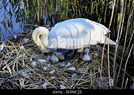 Mute swan (Cygnus olor), female with hatched chick checking her eggs on the nest, Cham, Lake Zug, Canton Zug, Switzerland Stock Photo