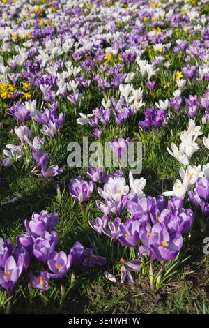A Swathe of Purple and White Croscuses in Flower in Late winter / Early Spring Stock Photo