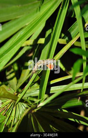 A brown anole (Anolis Sagrei) sitting in a Florida thatch palm, vertical Stock Photo