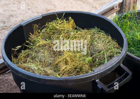 A black plastic trash bin is filled with green organic grass and weed waste from a backyard. Stock Photo