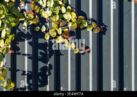 Bright green leaves are climbing up a corrugated metal wall, casting interesting shadows in the sunlight. The scene captures the lively interaction between nature and urban elements. Stock Photo