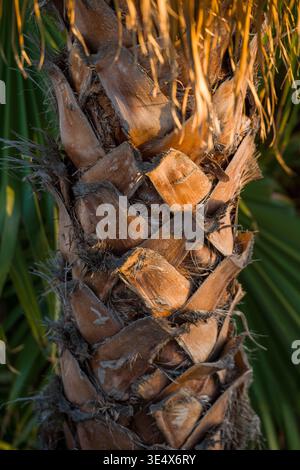 A detailed macro photograph captures the rough texture of a California fan palm trunk, showing old leaf base scars. Stock Photo