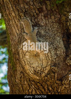 An Eastern gray squirrel pauses on a large tree knot while descending an oak trunk in a natural habitat. A close-up profile shot reveals its gray fur. Stock Photo