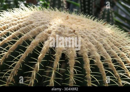 Close up of ribbed cactus with sharp spines and white fuzzy crown, lit by sunlight, with blurred cacti background in a greenhouse setting. Stock Photo