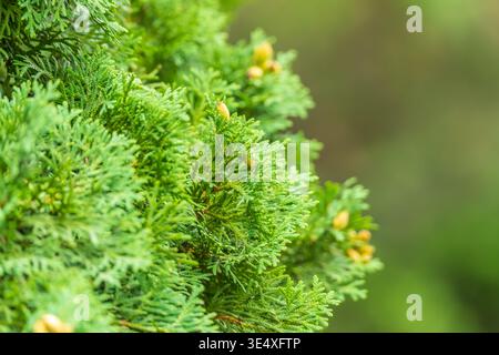 Thuja branches close-up. Thuja branch background. Fresh thuja branches in the sunset light. Stock Photo