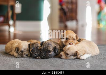 Havanese puppies lying together on carpet at home Stock Photo