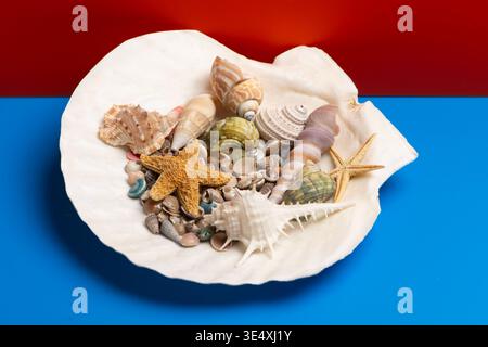 Shell bowl tropical scene. Summer marine shell background. Minimal isolated shell composition. Decorative texture shell concept. Stock Photo