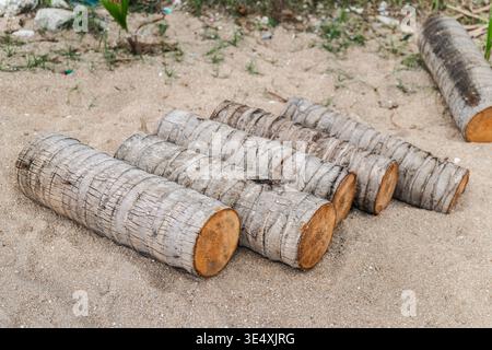 Cut palm tree trunks lying on sandy ground on tropical beach Koh Samui Thailand Stock Photo