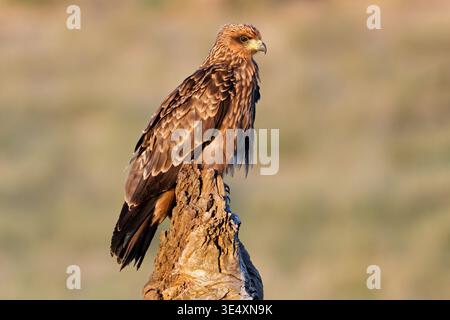 A yellow-billed kite (Milvus aegyptius) perched on a stump, Kalahari desert, South Africa Stock Photo