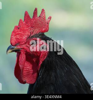A vividly detailed rooster with a bright red comb and glossy black feathers stands alert against a softly blurred green background. Stock Photo