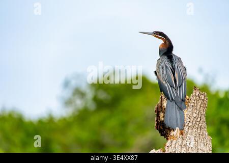 African darter (Anhinga rufa) perching on a weathered tree stump, patiently looking for prey displaying its distinctive dark plumage and long neck aga Stock Photo