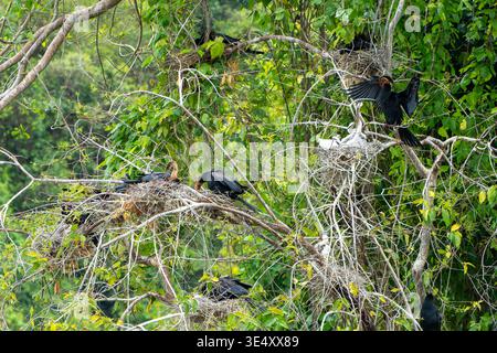 African darters (Anhinga rufa) nesting throughout lush green tree canopy, a bustling breeding colony with adults and juveniles clustered on branches i Stock Photo