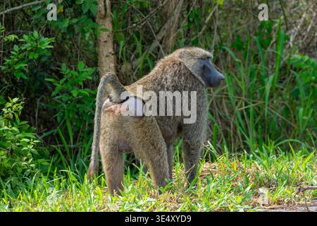 Large baboon stands in lush green grass, side view full body portrait against dense foliage, calmly observing its savanna edge habitat in warm dayligh Stock Photo