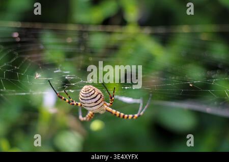 Wasp Spider, Argiope bruennichi, resting on its intricate orb web, showing its distinctive yellow and black striped body against a soft green backgrou Stock Photo
