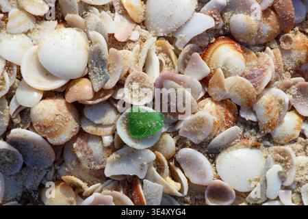 Small piece of vibrant green sea glass resting on a bed of natural seashells and beach sand, symbolizing individuality and finding a unique treasure i Stock Photo